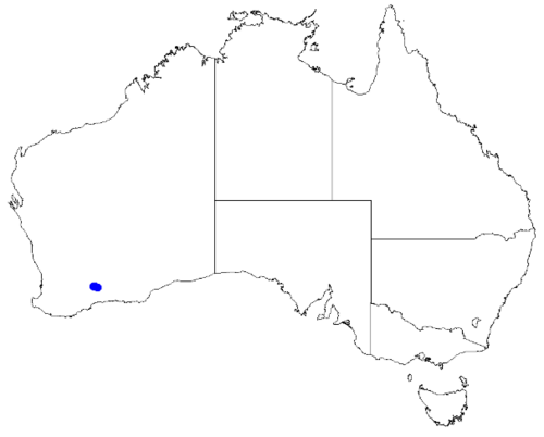 Boronia revoluta: Boronia revoluta downloaded from Australasian Virtual Herbarium 10 April 2019 using doi: https://doi.org/10.26197/5cacda08e37d9 This download included all the e
