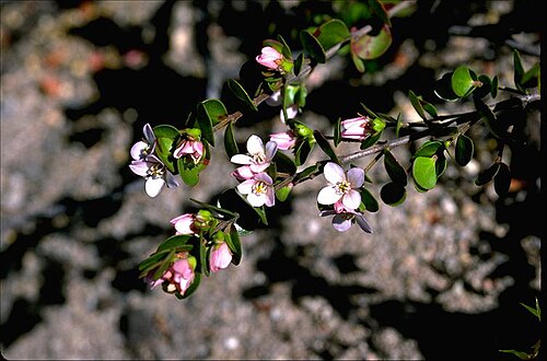 Boronia rhomboidea: Foliage and flowers of Boronia rhomboidea in the Australian National Botanic Gardens