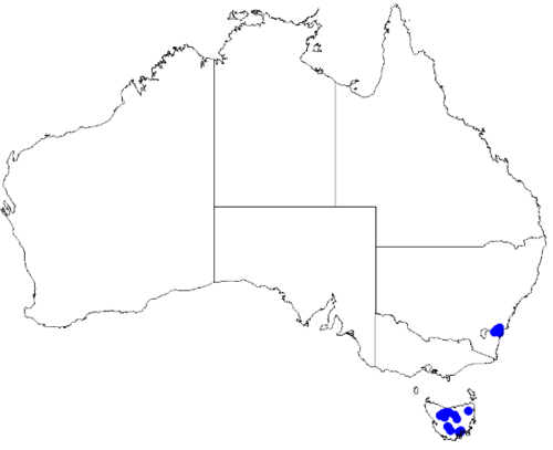 Boronia rhomboidea: Boronia rhomboidea downloaded from Australasian Virtual Herbarium 10 April 2019 using doi: https://doi.org/10.26197/5cacda08e37d9 This download included all the
