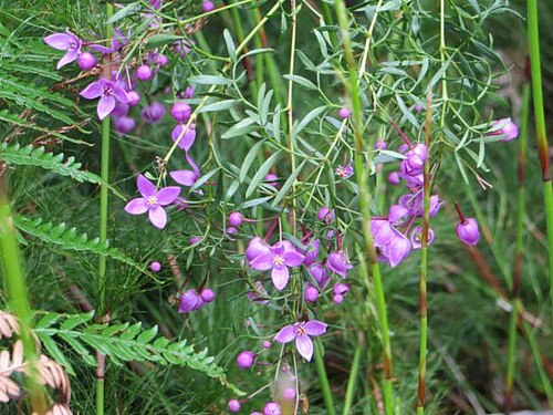 Boronia rivularis: Foliage and flowers of Boronia rivularis near Tinnanbar