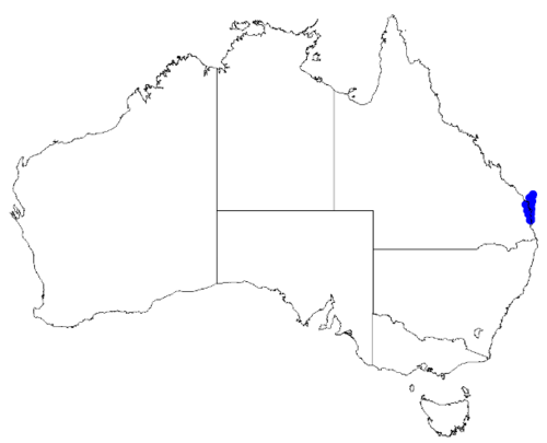Boronia rivularis: Boronia rivularis downloaded from Australasian Virtual Herbarium 10 April 2019 using doi: https://doi.org/10.26197/5cacda08e37d9 This download included all the 
