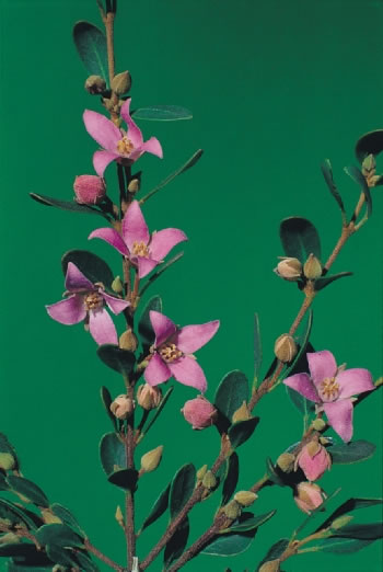 Boronia ruppii: Foliage and flowers of Boronia ruppii