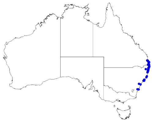 Boronia safrolifera: Boronia safrolifera downloaded from Australasian Virtual Herbarium 10 April 2019 using doi: https://doi.org/10.26197/5cacda08e37d9 This download included all th