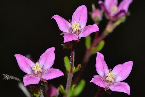Rough boronia: Boronia scabra flowers near Gnowangerup, Western Australia