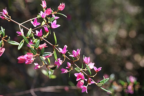 Boronia serrulata: Muogamarra Reserve, part of Ku-ring-ai National Park north of Sydney is open for only six weekends a year in spring. This is one of the fabulous wildflowers to 