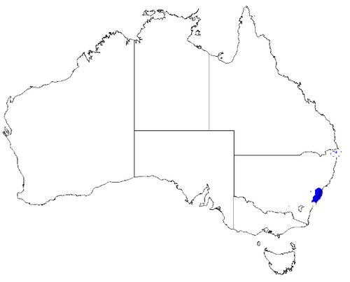 Boronia serrulata: Boronia serrulata downloaded from Australasian Virtual Herbarium 10 April 2019 using doi: https://doi.org/10.26197/5cacda08e37d9 This download included all the 