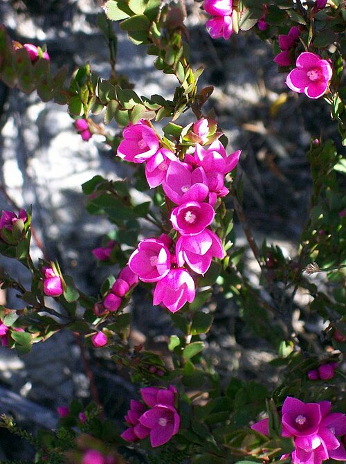 Boronia serrulata: Native Rose, Waratah Track. Ku-Ring-Gai Chase National Park, Australia. Boronia serrulata