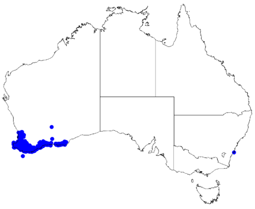 Boronia spathulata: Boronia spathulata downloaded from Australasian Virtual Herbarium 10 April 2019 using doi: https://doi.org/10.26197/5cacda08e37d9 This download included all the
