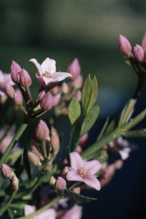 Boronia spathulata: Flowers of Boronia spathulata