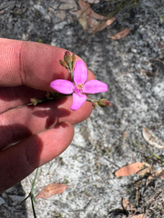Boronia spathulata (Boronia spathulata)