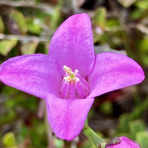 Boronia spathulata (Boronia spathulata)