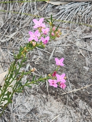 Boronia spathulata (Boronia spathulata)