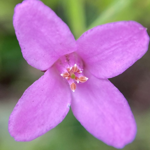 Boronia spathulata (Boronia spathulata)