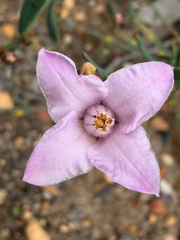 Boronia spathulata (Boronia spathulata)