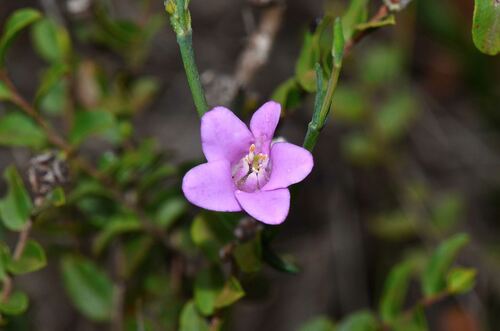 Boronia spathulata (Boronia spathulata)