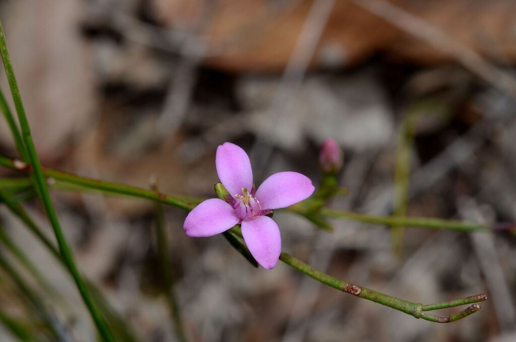 Boronia spathulata (Boronia spathulata)