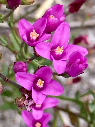 Boronia spathulata (Boronia spathulata)