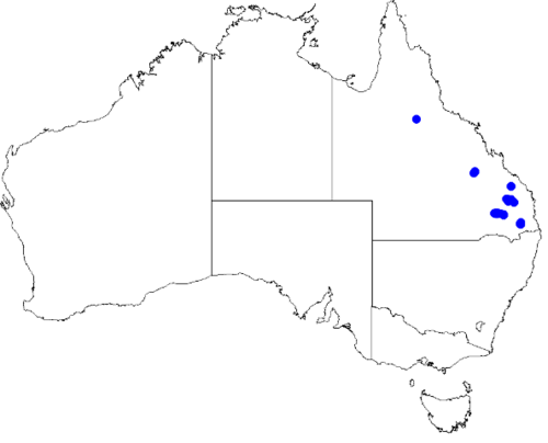 Boronia splendida: Boronia splendida downloaded from Australasian Virtual Herbarium 10 April 2019 using doi: https://doi.org/10.26197/5cacda08e37d9 This download included all the 