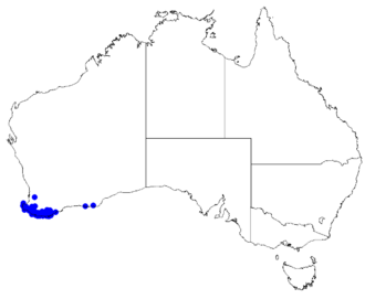 Boronia stricta: Boronia stricta downloaded from Australasian Virtual Herbarium 10 April 2019 using doi: https://doi.org/10.26197/5cacda08e37d9 This download included all the en