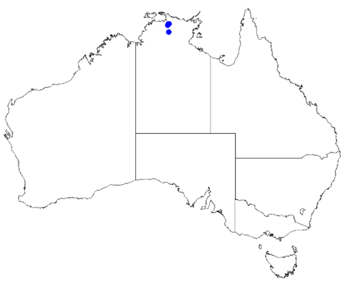 Boronia suberosa: Boronia suberosa downloaded from Australasian Virtual Herbarium 10 April 2019 using doi: https://doi.org/10.26197/5cacda08e37d9 This download included all the e