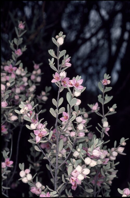 Boronia ternata: Boronia ternata near Southern Cross, Western Australia