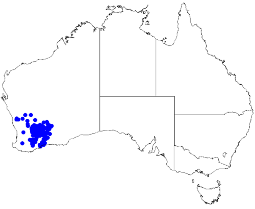 Boronia ternata: Boronia ternata downloaded from Australasian Virtual Herbarium 10 April 2019 using doi: https://doi.org/10.26197/5cacda08e37d9 This download included all the en