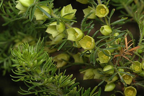 Boronia tetrandra: Boronia tetrandra in the Australian National Botanic Gardens