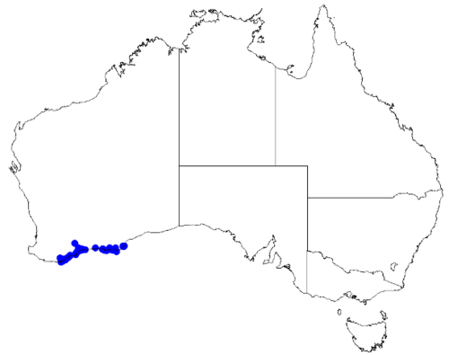 Boronia tetrandra: Boronia tetrandra downloaded from Australasian Virtual Herbarium 10 April 2019 using doi: https://doi.org/10.26197/5cacda08e37d9 This download included all the 