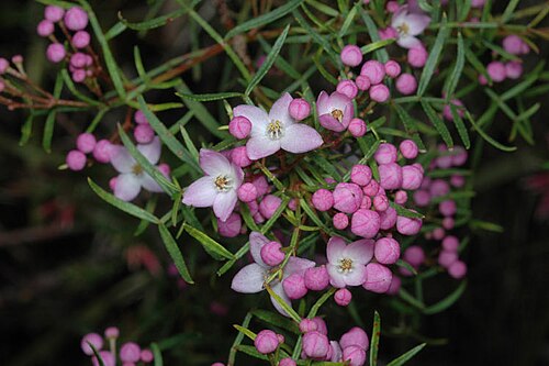 Boronia thujona: Boronia thujona in the Australian National Botanic Gardens