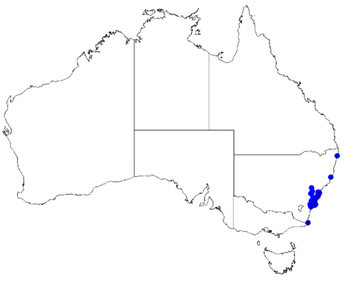 Boronia thujona: Boronia thujona downloaded from Australasian Virtual Herbarium 10 April 2019 using doi: https://doi.org/10.26197/5cacda08e37d9 This download included all the en