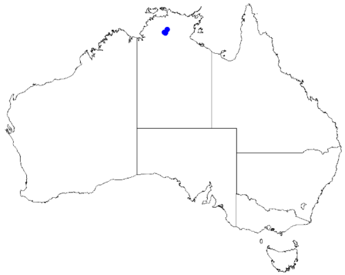 Boronia tolerans: Boronia tolerans downloaded from Australasian Virtual Herbarium 10 April 2019 using doi: https://doi.org/10.26197/5cacda08e37d9 This download included all the e