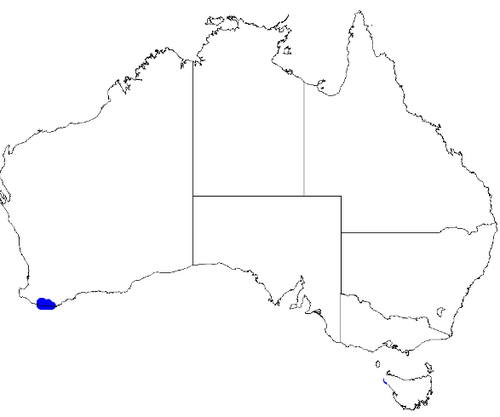 Boronia virgata: Boronia virgata occurrence data downloaded from Australasian Virtual Herbarium 10 April 2019 using doi: https://doi.org/10.26197/5cacda08e37d9 This download inc