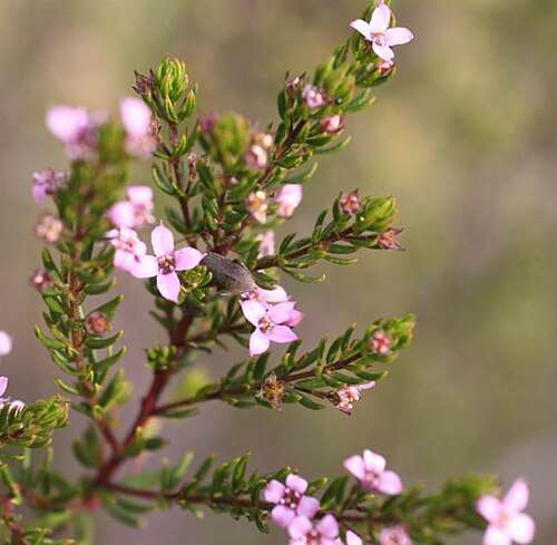 Boronia warrumbunglensis: Foliage and flowers of Boronia warrumbunglensis , Sandstone Caves Walking Track, Pilliga Nature Reserve, New South Wales