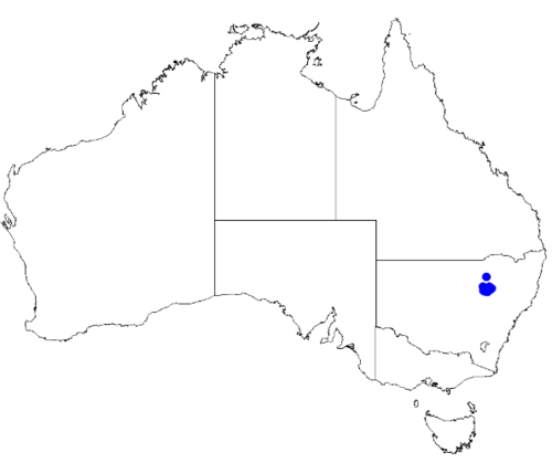 Boronia warrumbunglensis: Boronia warrumbunglensis occurrence data downloaded from Australasian Virtual Herbarium 10 April 2019 using doi: https://doi.org/10.26197/5cacda08e37d9 This dow