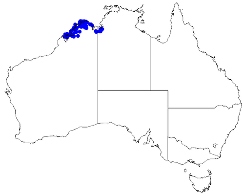 Boronia wilsonii: Boronia wilsonii occurrence data downloaded from Australasian Virtual Herbarium 10 April 2019 using doi: https://doi.org/10.26197/5cacda08e37d9 This download in