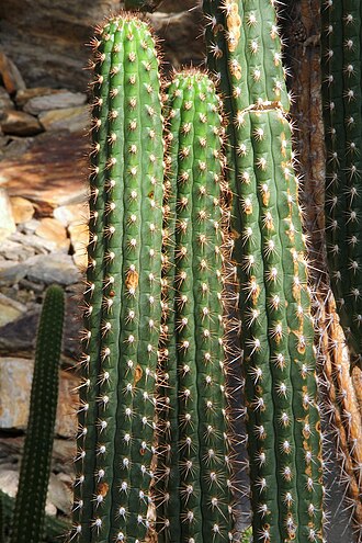 Borzicactus sepium: Cleistocactus sepium