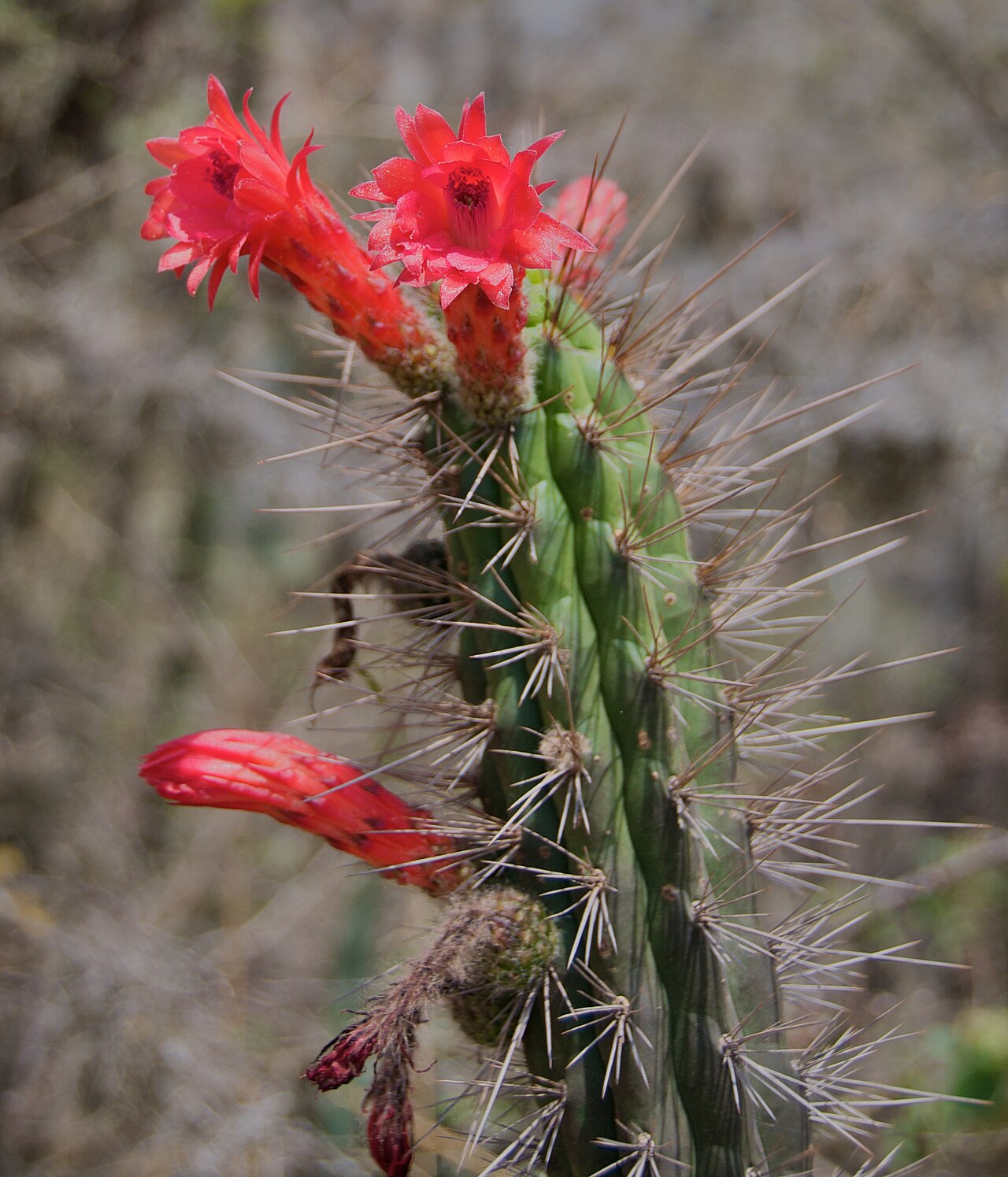 Borzicactus sepium: Cleistocactus sepium