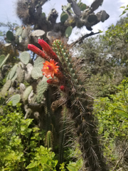 Borzicactus sepium (Borzicactus sepium)