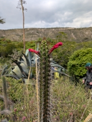 Borzicactus sepium (Borzicactus sepium)