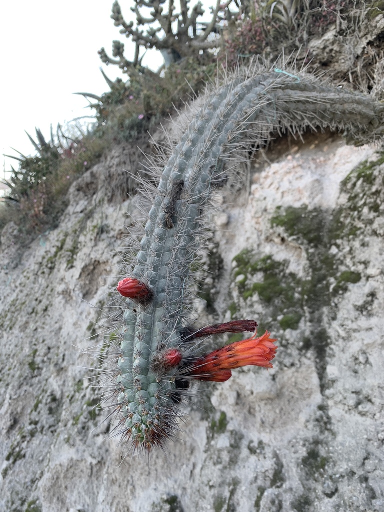 Borzicactus sepium (Borzicactus sepium)