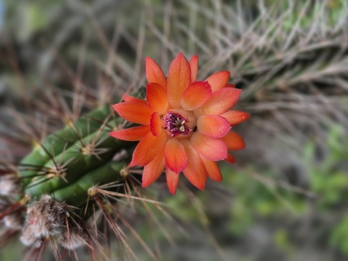 Borzicactus sepium (Borzicactus sepium)