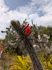 Borzicactus sepium (Borzicactus sepium)