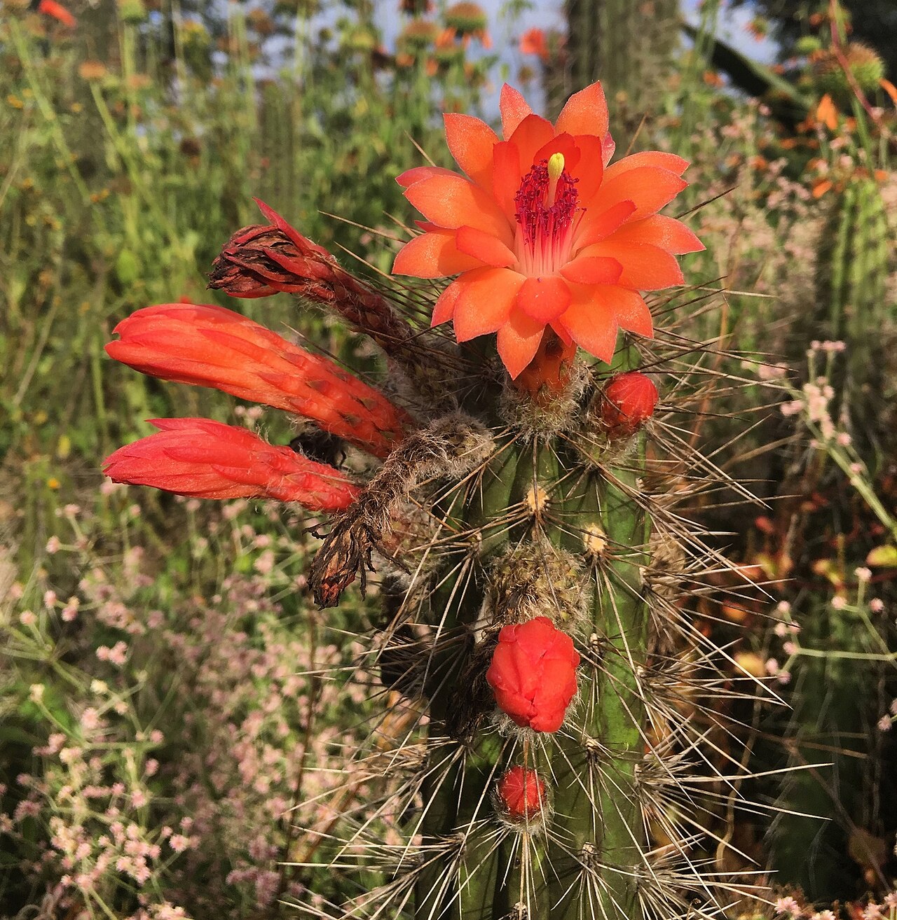 Borzicactus sepium: Borzicactus sepium in Ecuador