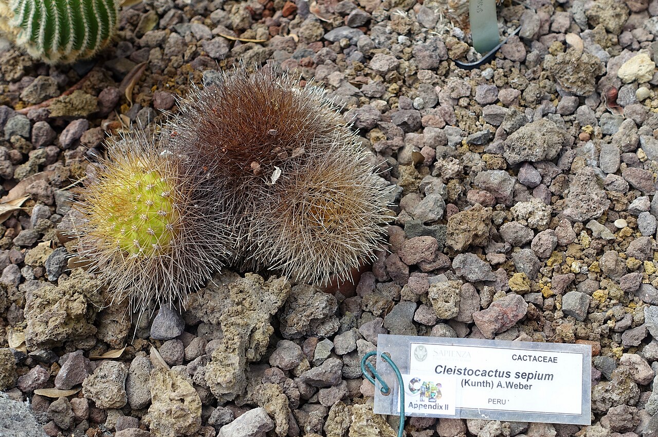 Borzicactus sepium: Botanical specimen in the Orto botanico - Rome, Italy.