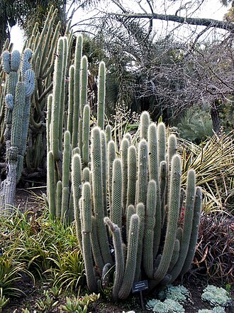 Borzicactus sepium: Cleistocactus sepium (syn' Borzicactus websterianus ) and other tall cacti, Huntington Library Desert Botanical Garden in afternoon after and during rain, Febru