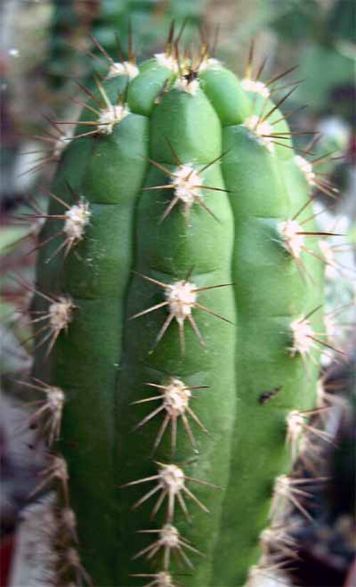 Borzicactus sepium: Borzicactus roezlii