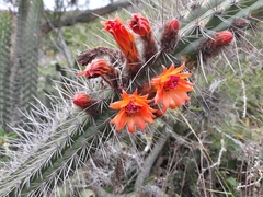 Borzicactus sepium (Borzicactus sepium)