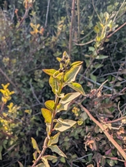 Bosea cypria (Bosea cypria)