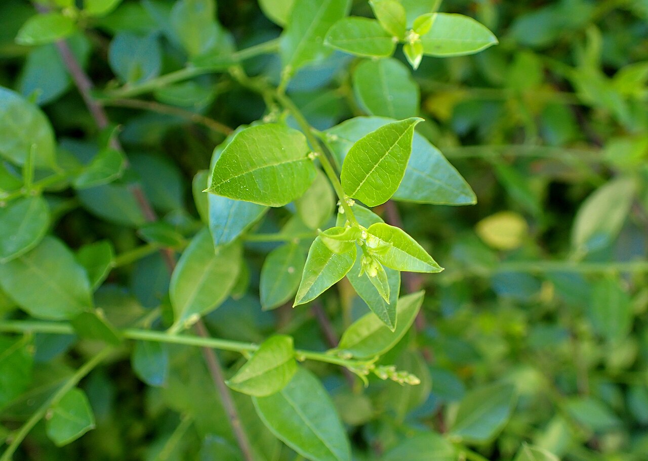Bosea cypria: Bosea cypria in Akamas Botanical Garden, Cyprus