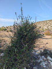 Bosea cypria (Bosea cypria)
